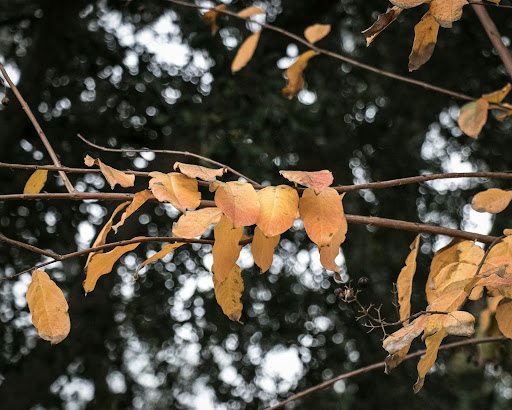 Seasonal Tampa attractions including festivals, Halloween, and Oktoberfest